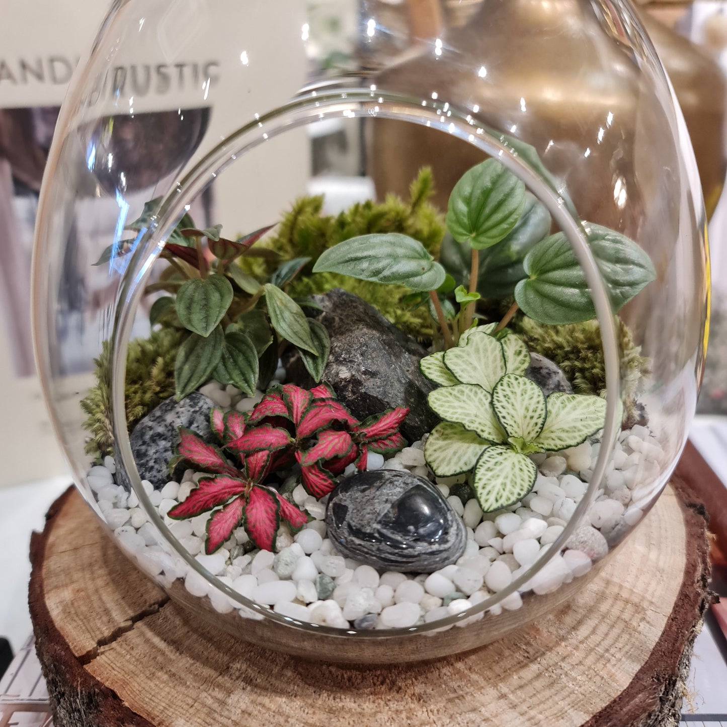 Open Egg Terrarium Large