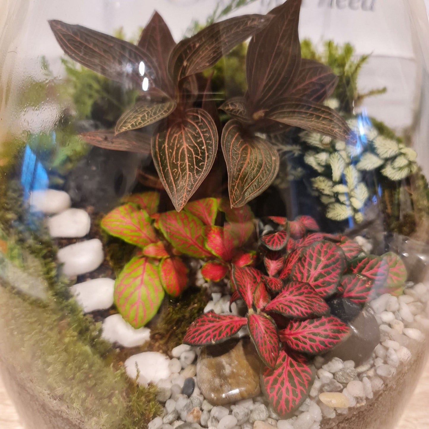 Forest Terrarium - Large