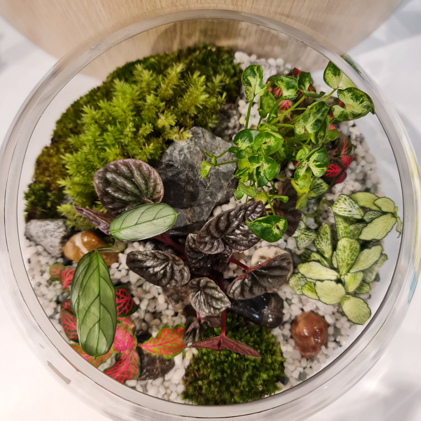 Bowl Terrarium XL