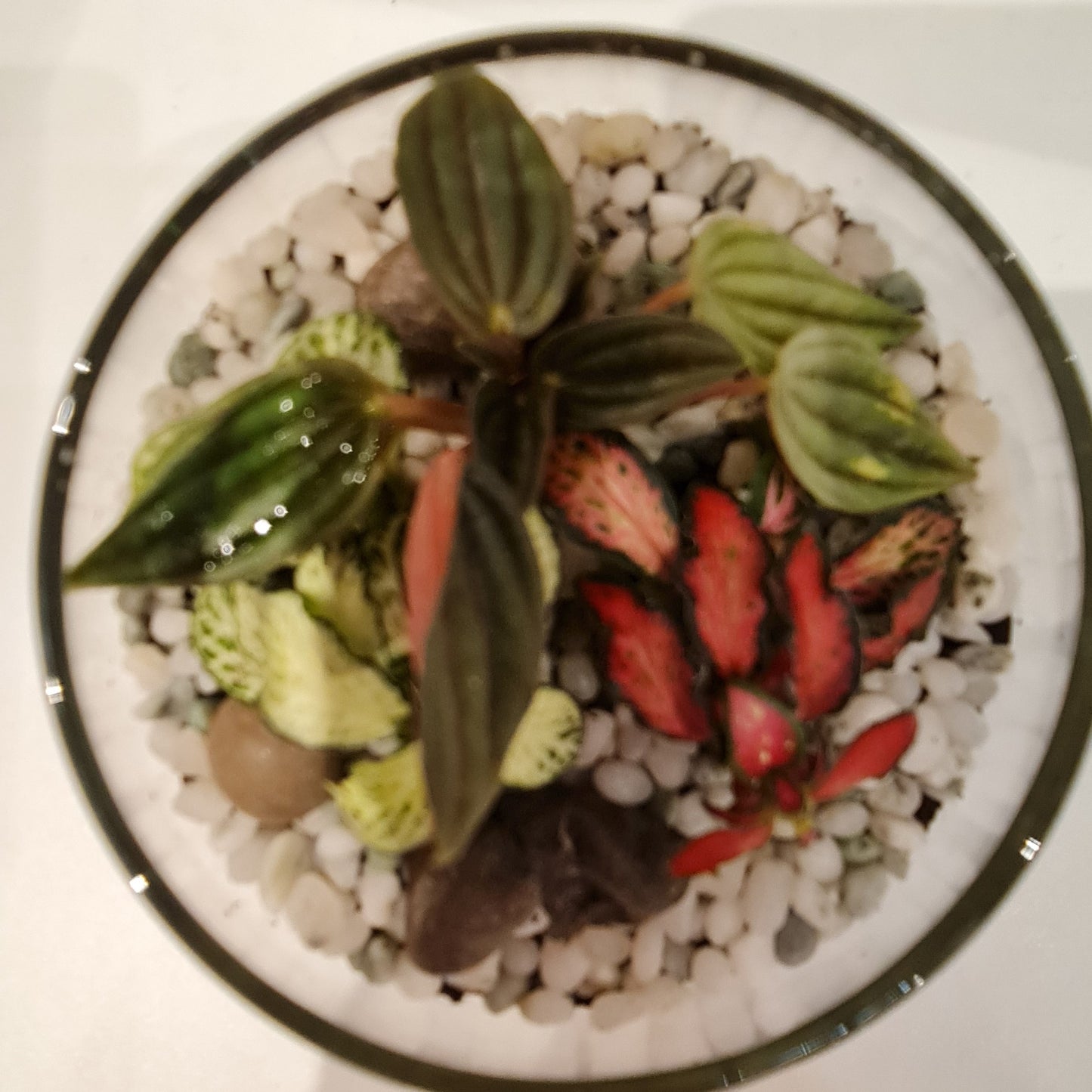 Bowl Terrarium Mini