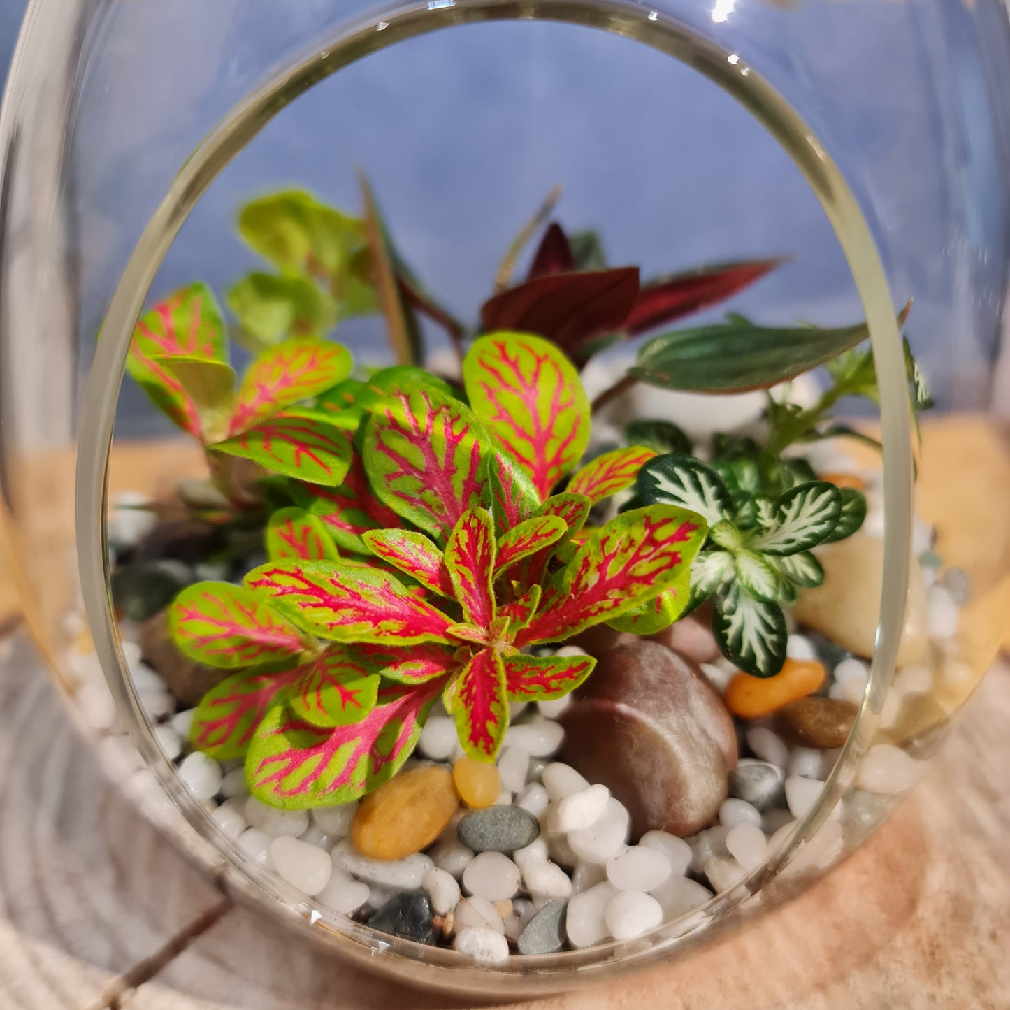 Open Egg Terrarium Small