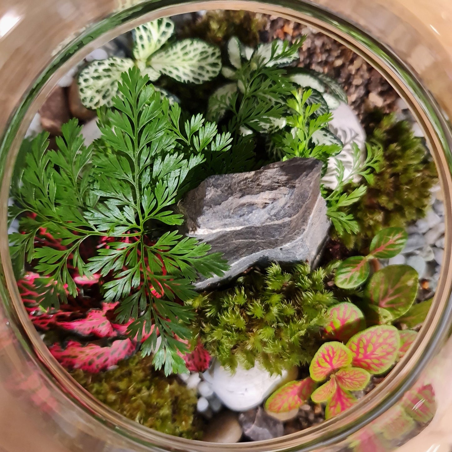 Forest Terrarium - Medium