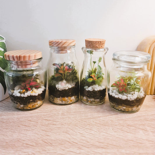 DIY Kit for Teeny Weeny Terrarium