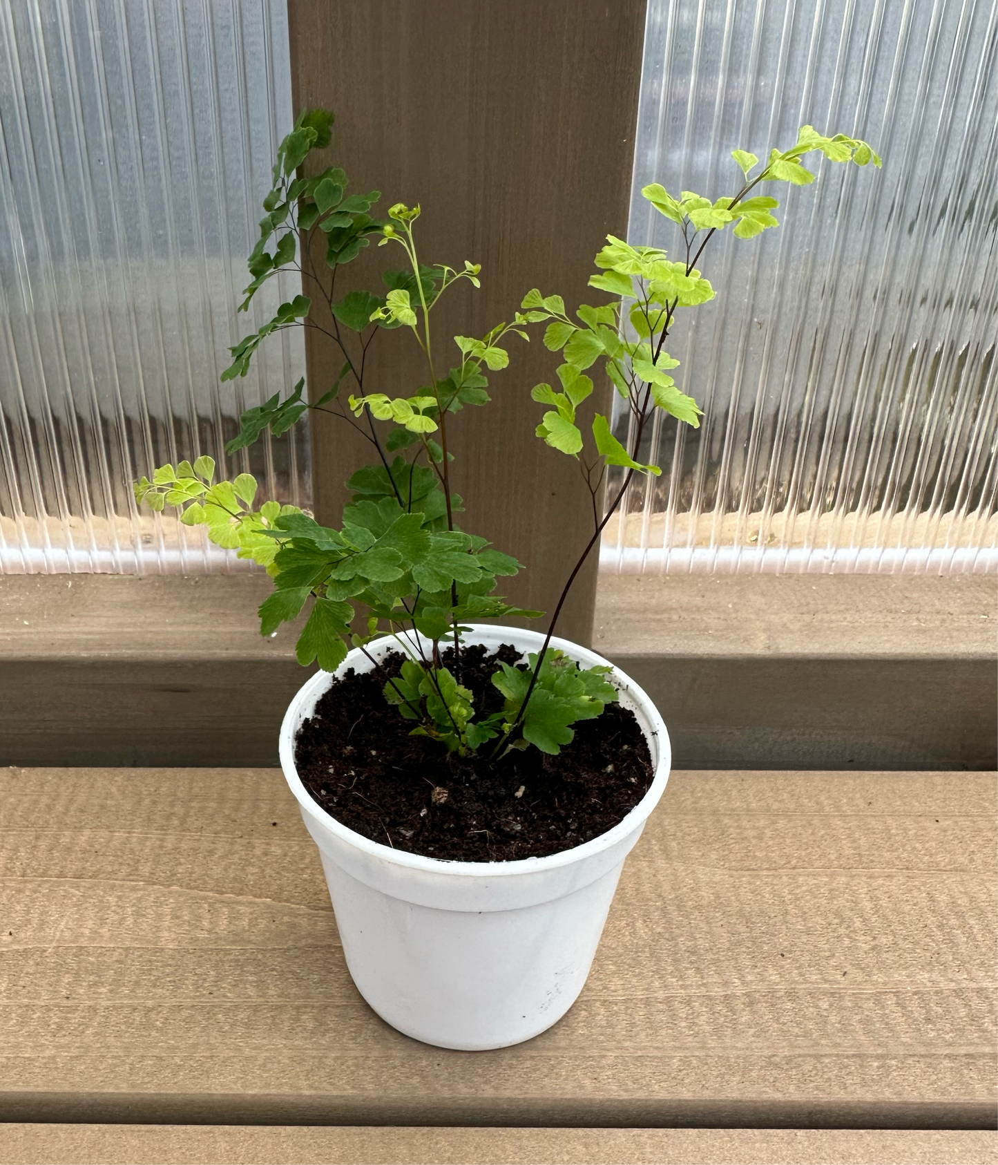 Maidenhair Fern Baby