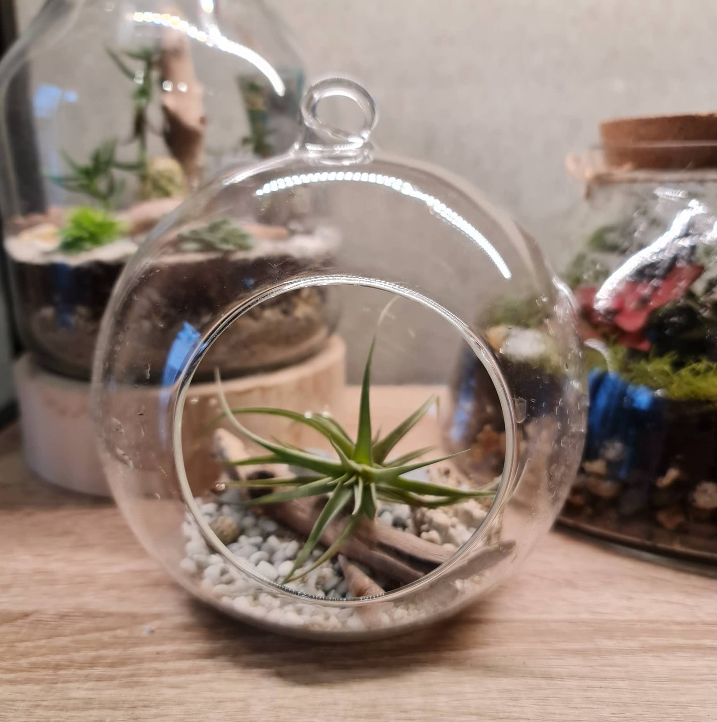 Mini Hanging Terrarium
