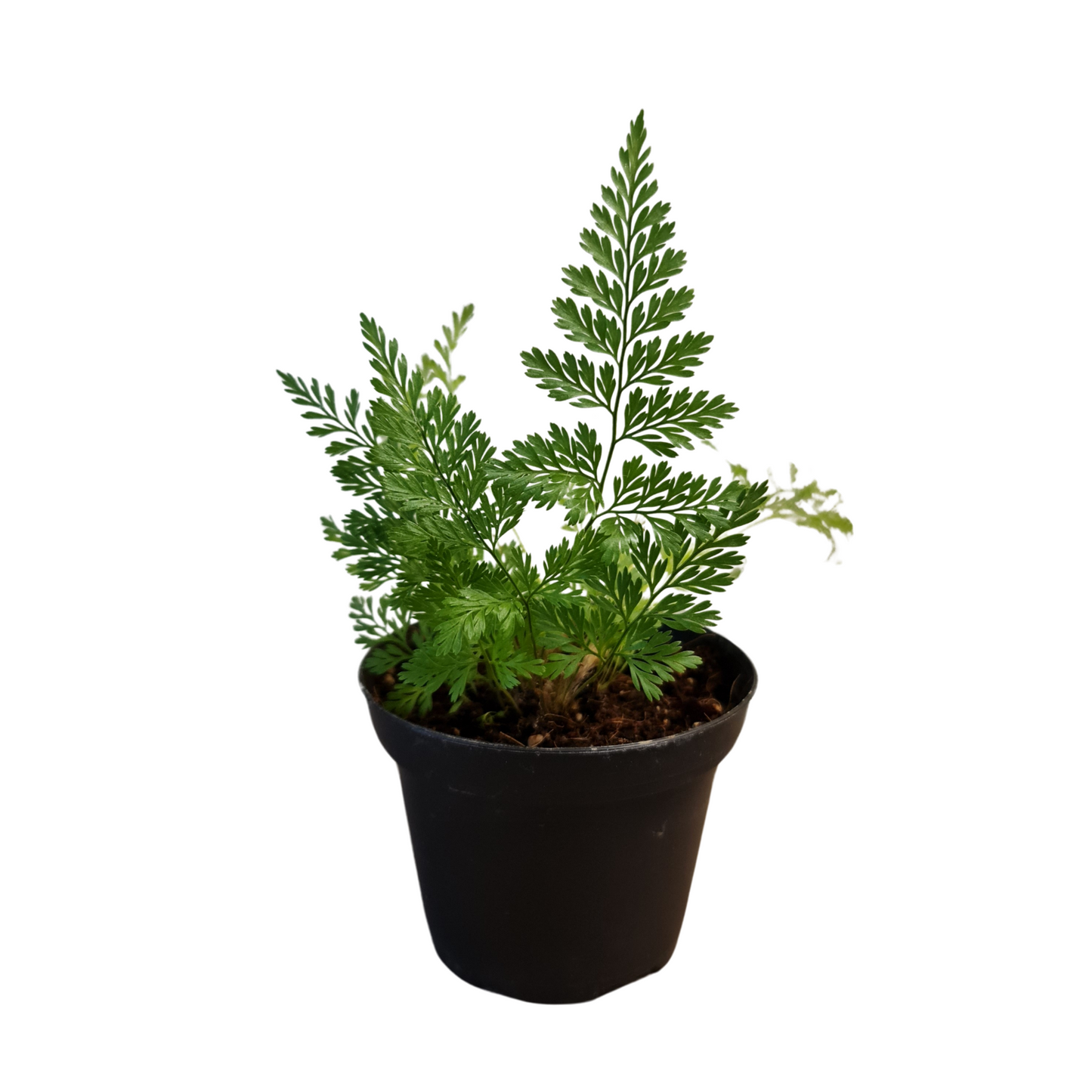 Rabbits Foot Fern Baby