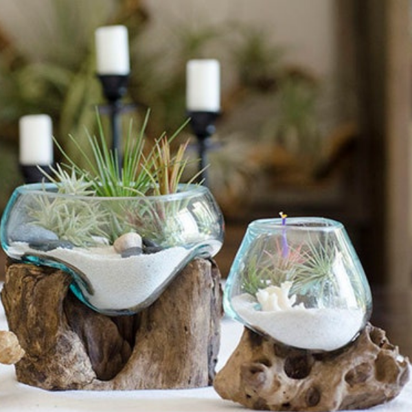 Teak Root Terrarium Vessel -12cm