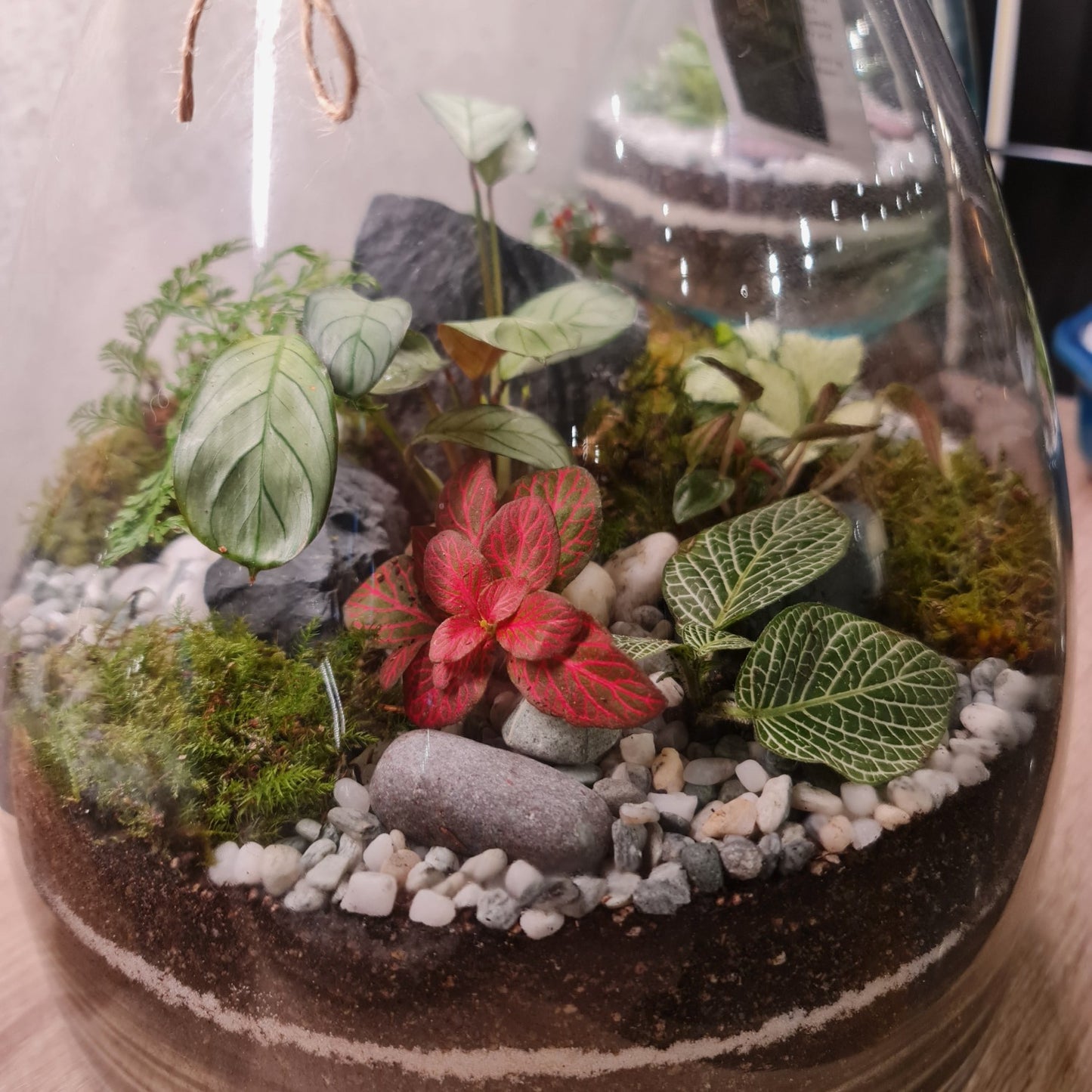 Forest Terrarium - Large