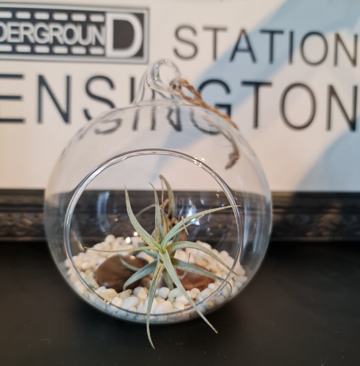 Mini Hanging Terrarium