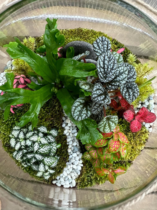 🌿 Summer Terrarium Care Tips You’ll Love ☀️