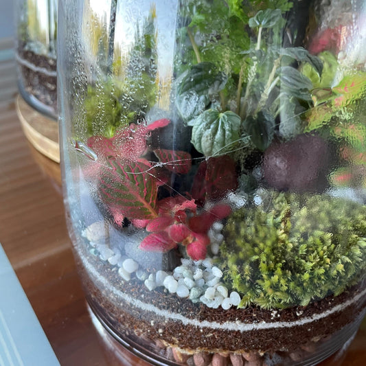 How to Care for Terrariums During Summer Heatwaves