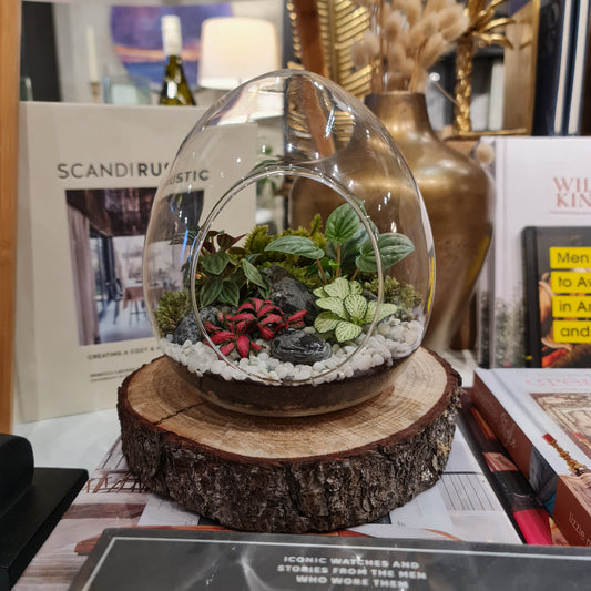 Open Egg Terrarium Large