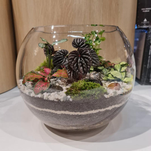 Bowl Terrarium XL