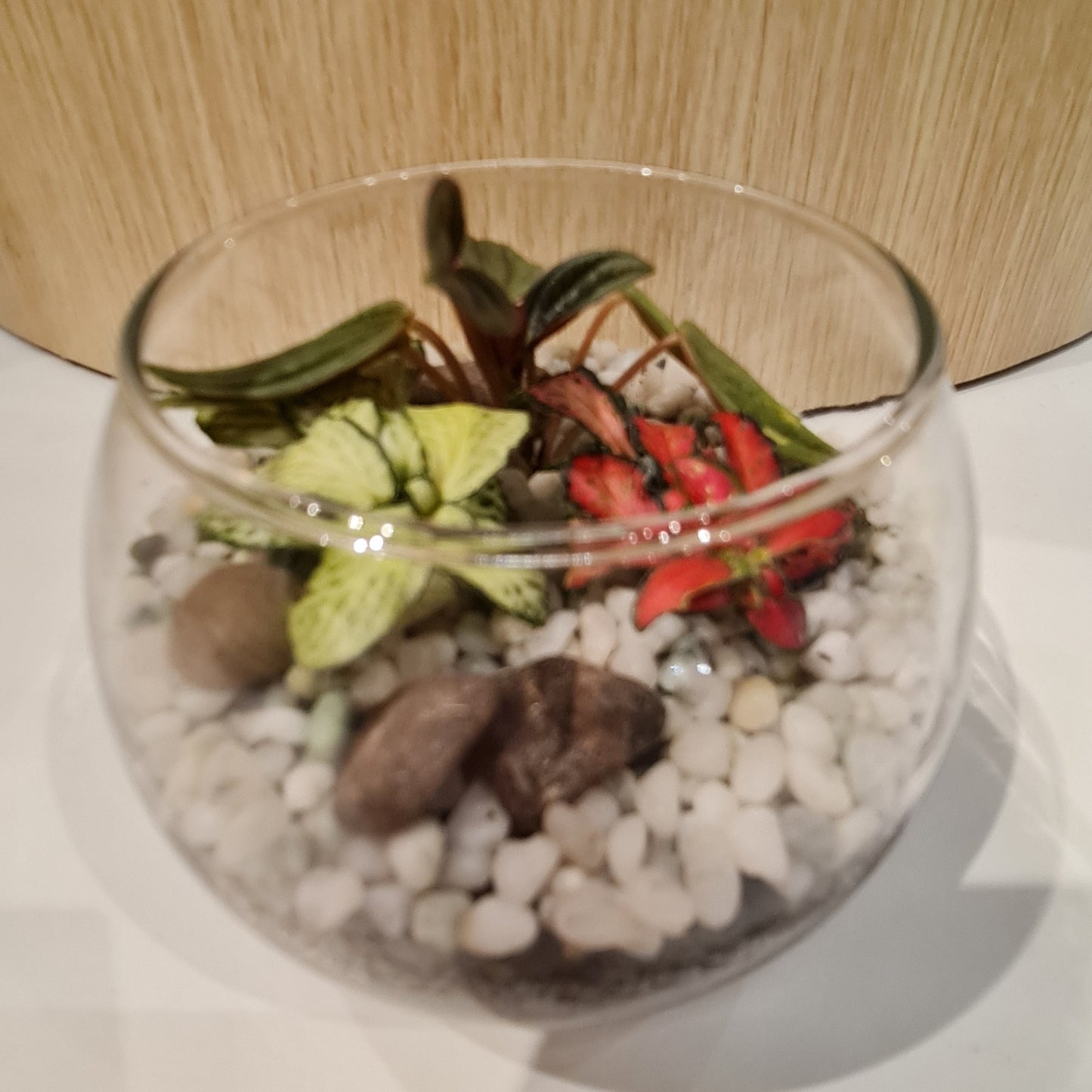 Bowl Terrarium Mini