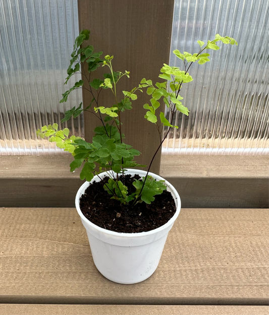 Maidenhair Fern Baby