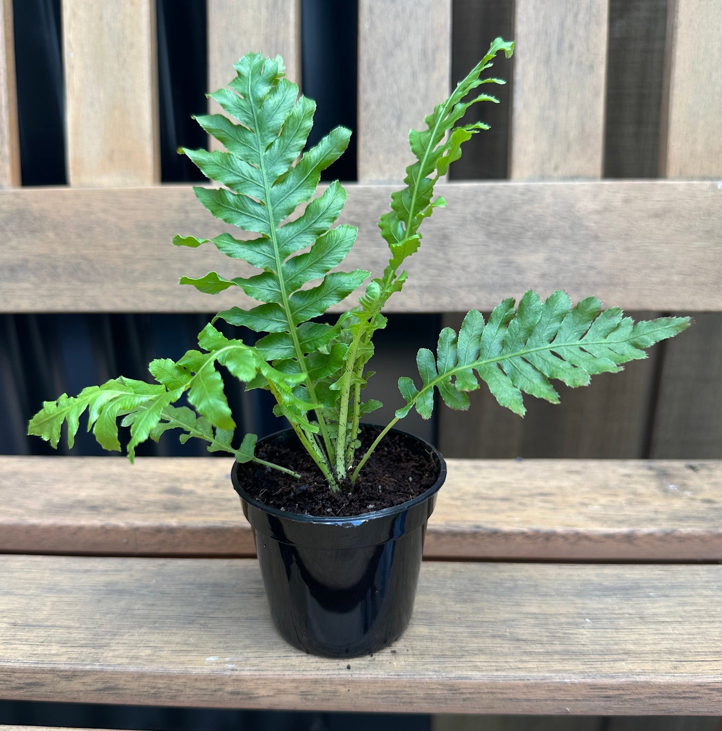 Blechnum Silver Lady Fern Baby