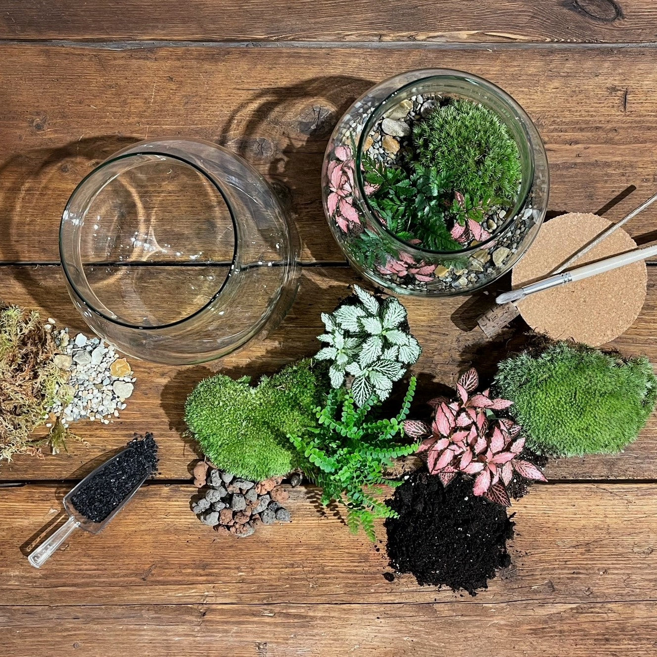 DIY Kit for Large Closed Terrarium – Mini Botanics