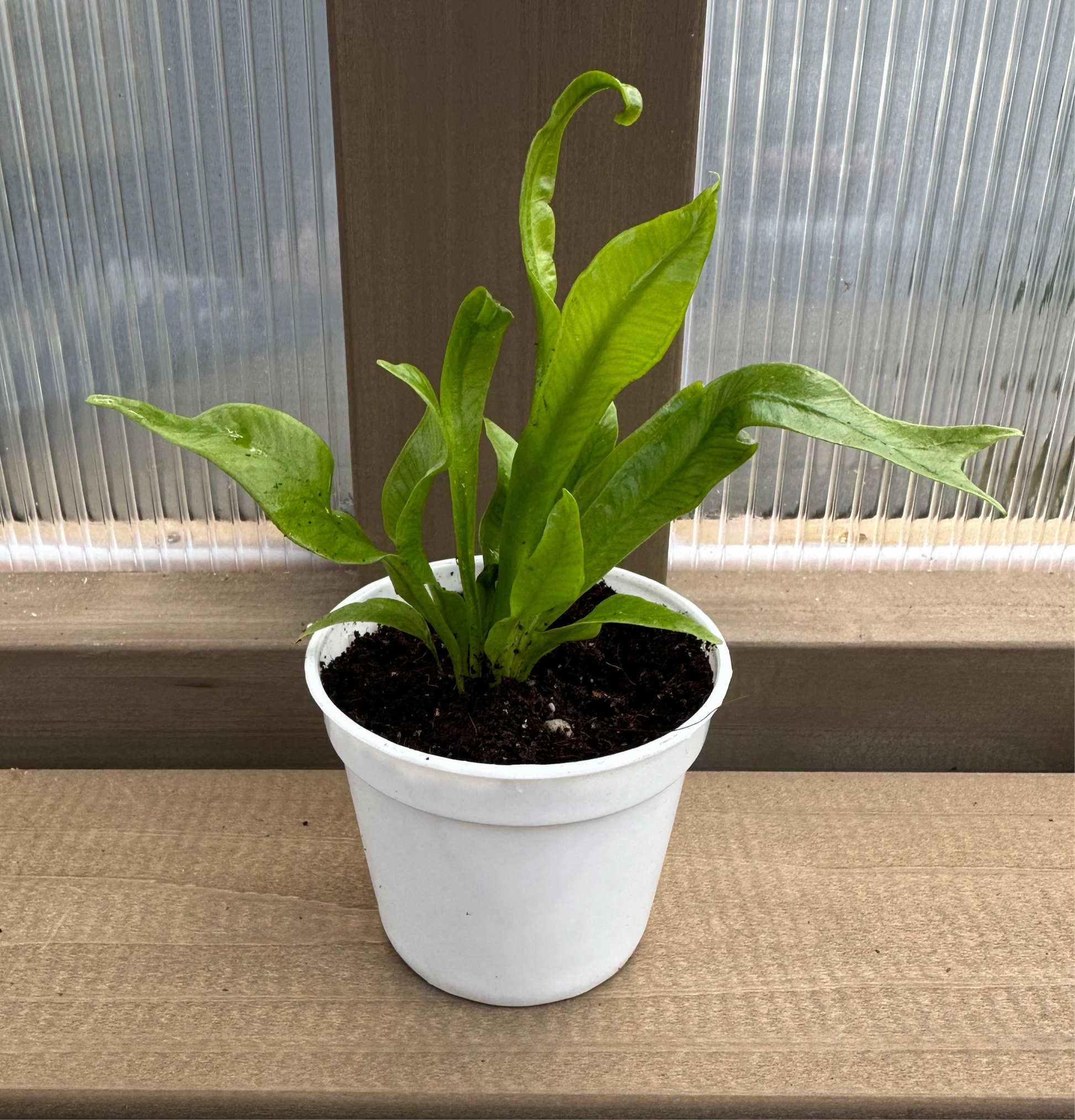 birds nest fern baby Birds Nest Fern “Crispy Wave” Baby – Mini Botanics