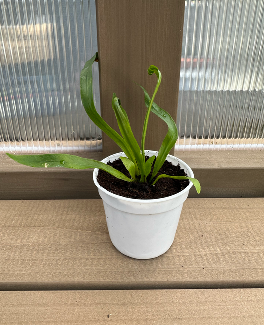Birds Nest Fern “thin leaves” Baby