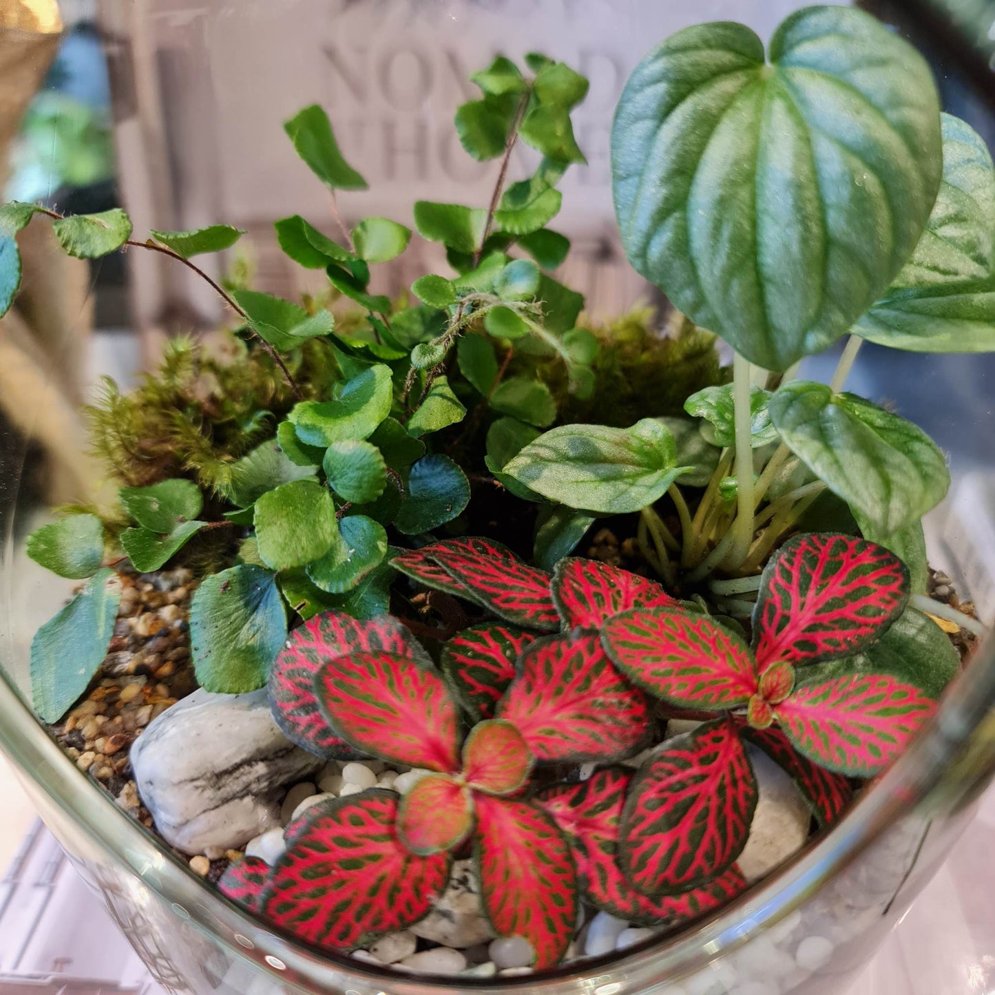 Green Bottle Terrarium 5L
