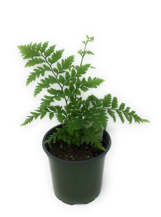 Leatherleaf Fern Baby
