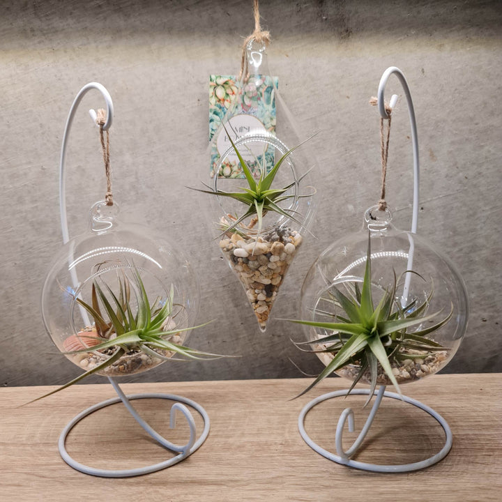 Ready-made Terrariums – Mini Botanics