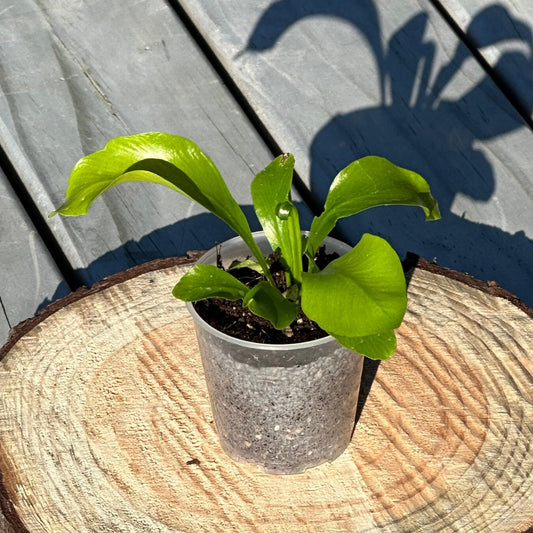 Birds Nest Fern Baby