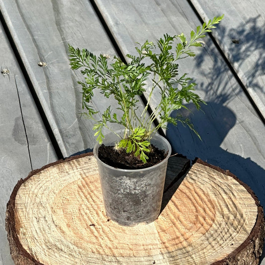 Rabbits Foot Fern Baby