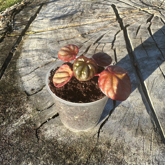 Peperomia Burgundy Baby Plant
