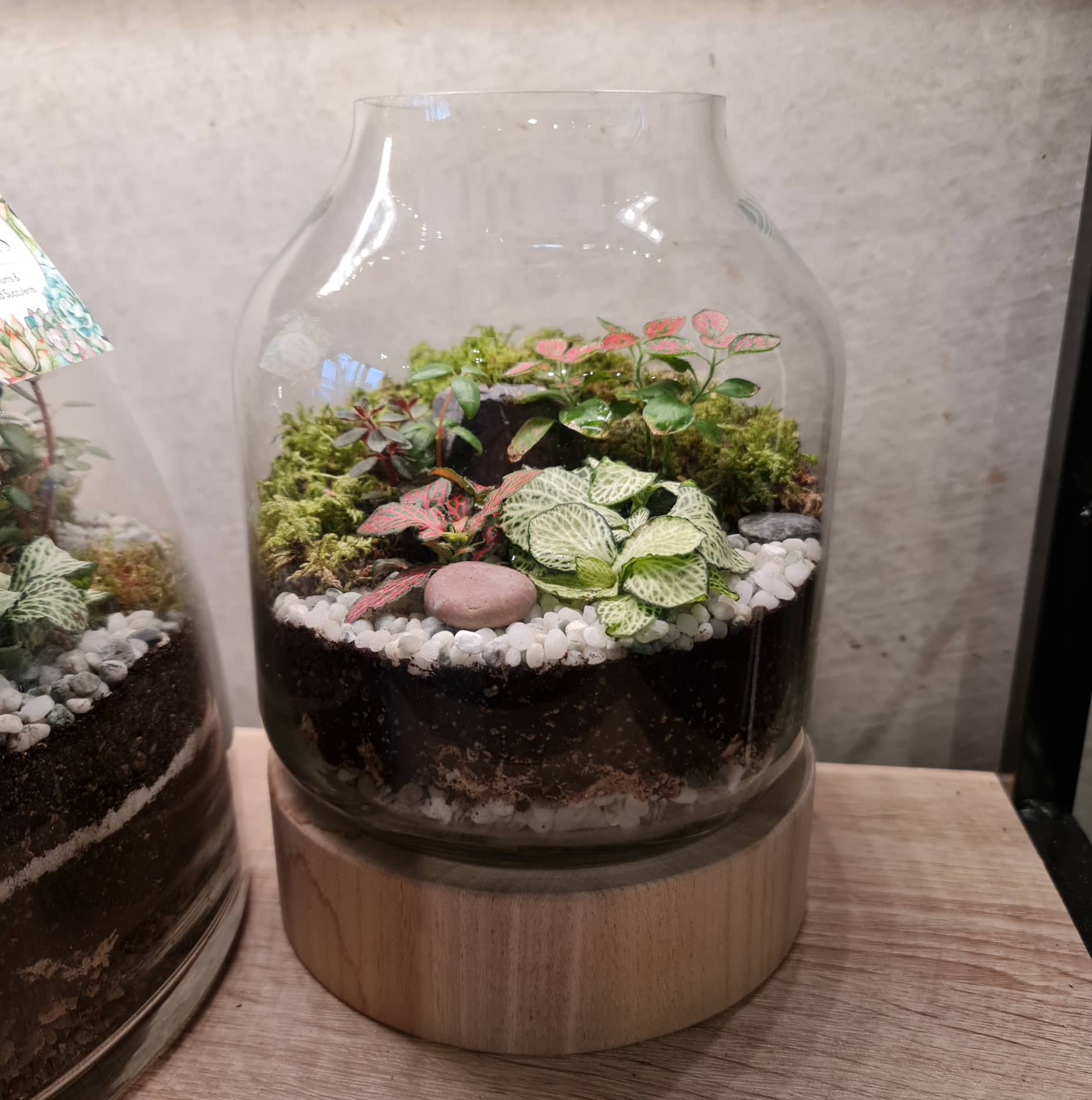 Wisdomtree Terrarium Wood Based Terrarium – Mini Botanics